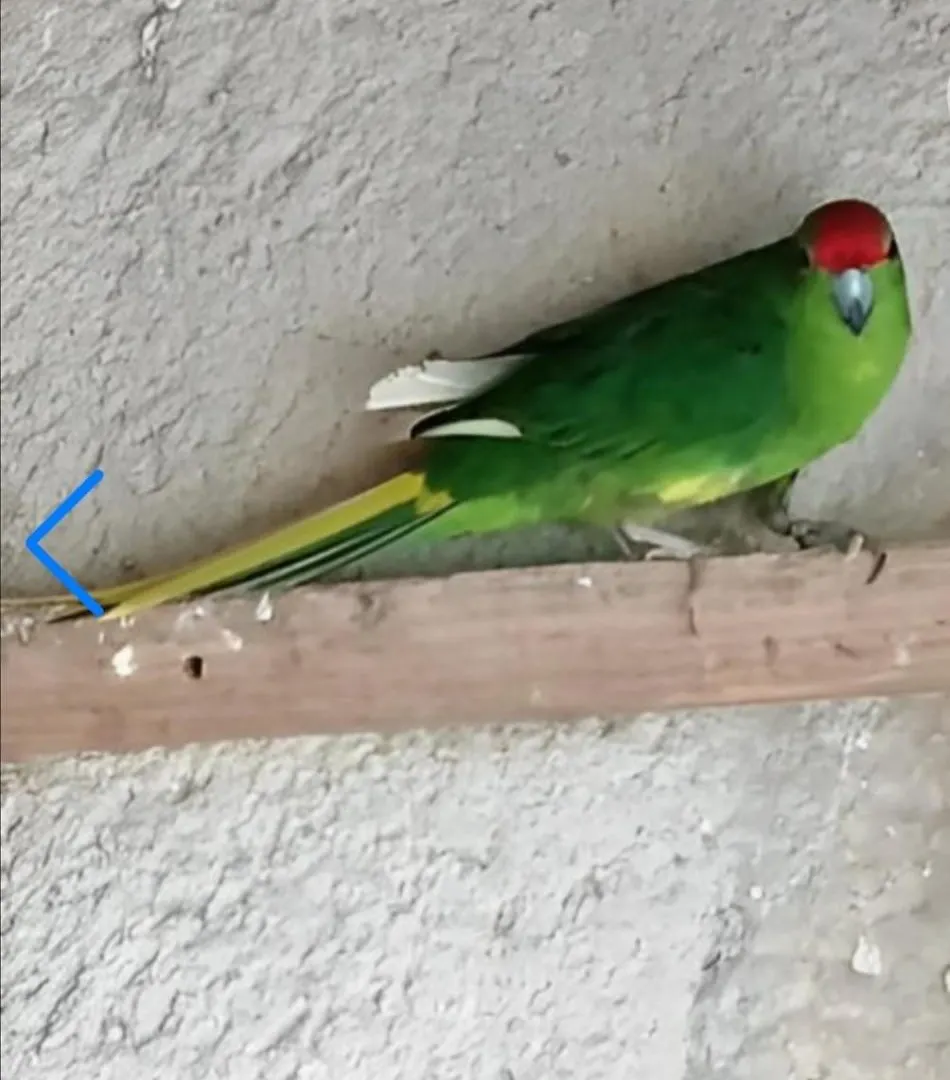 Chambre hotes les oiseaux Uzech